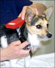 Scanning for microchip